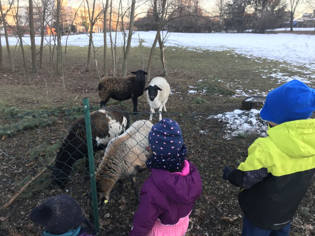 Schafe gleich neben dem Spielplatz