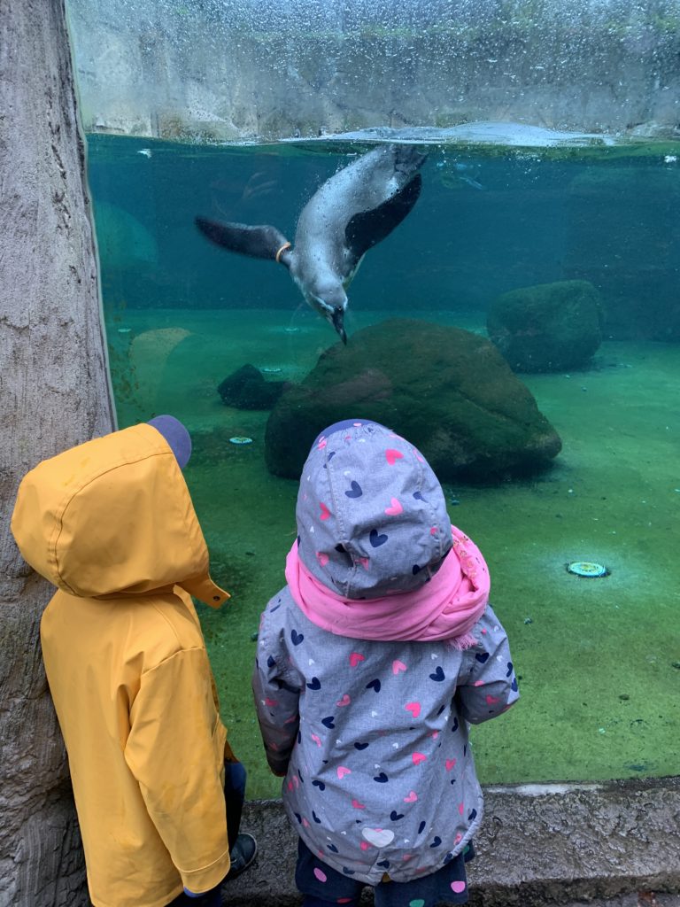 Pinguine im Zoo Dresden